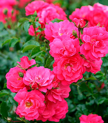 Роза почвопокровная Хайдетраум