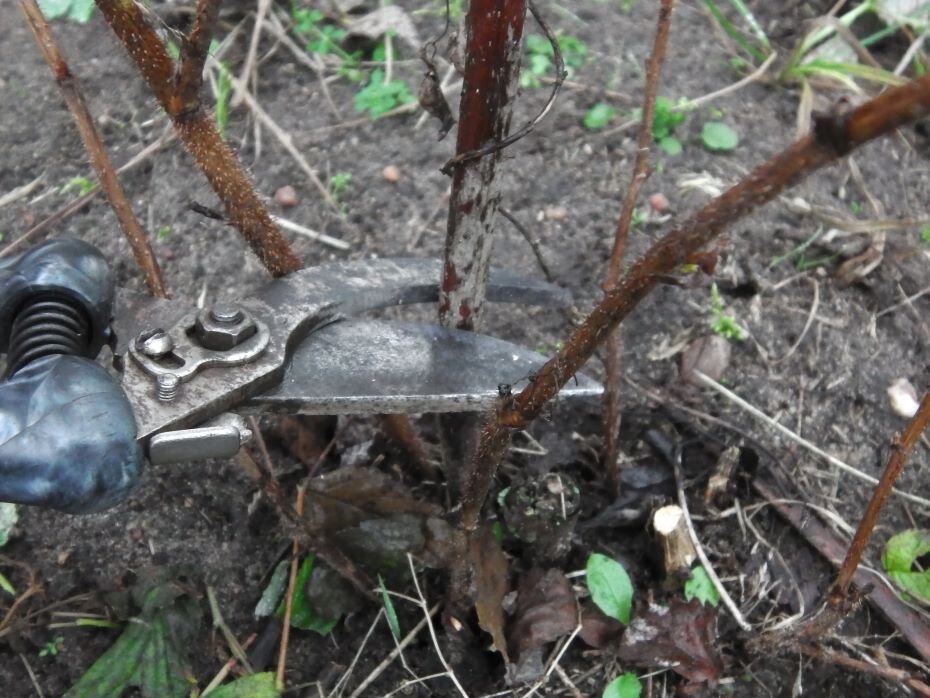 Санитарная обрезка малины. Фото автора 