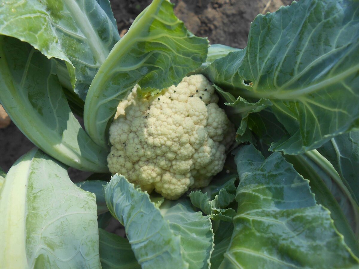 фото взято с сайта dacha-ogorod.com