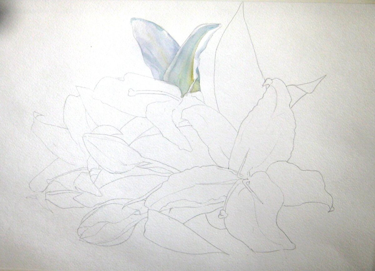 Как рисовать лилии