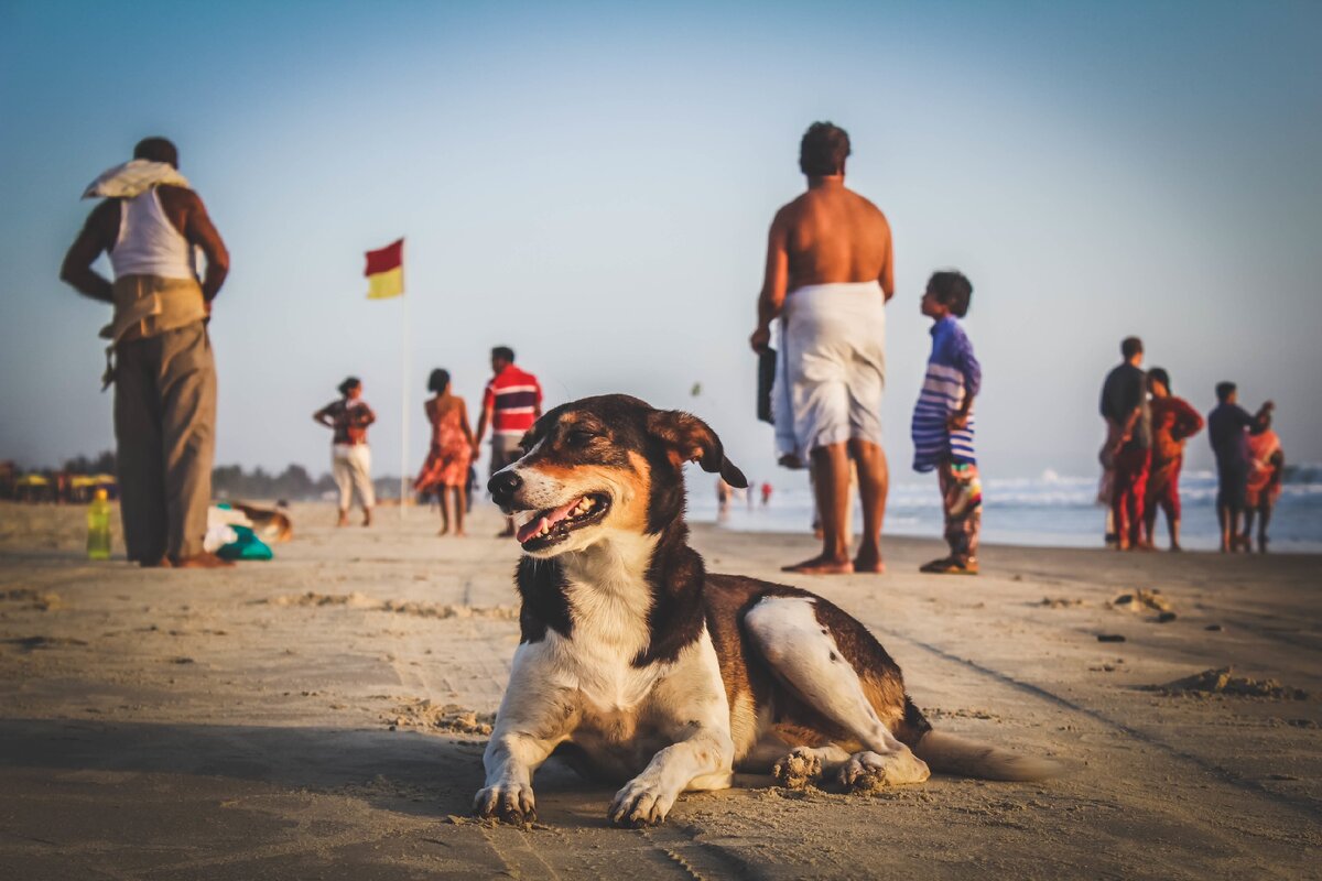 Прогулки с собакой на пляже