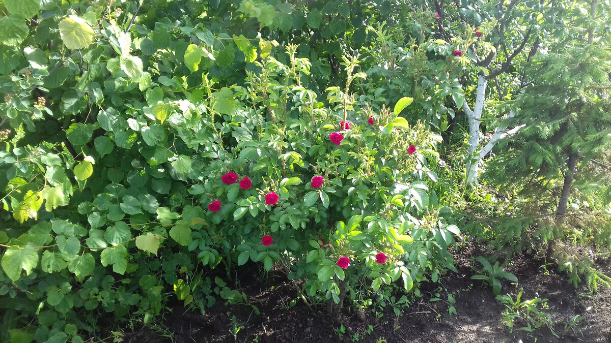  Сорт теневыносливый