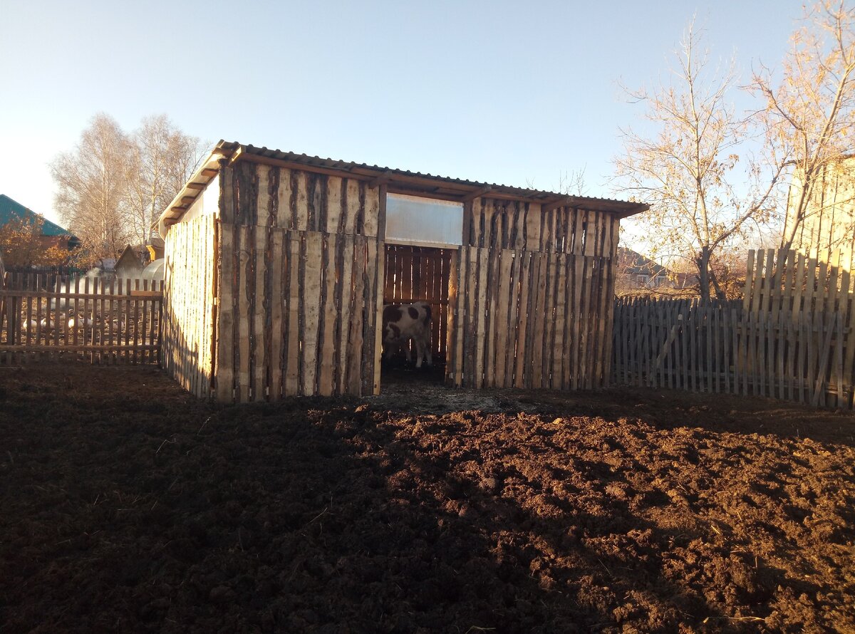 Наш главный долгострой - сарай для телят. Таким недостроенным он "ушел" в зиму. Внутри настил и ясли по правой стороне. На левую сторону не хватило материала.