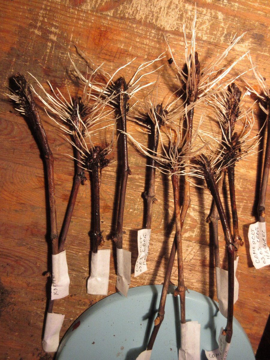 Чтобы образовались хорошие корни,потребуется кильчеватор