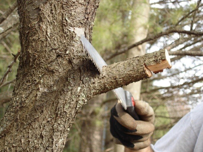 Источник фото: hgic.clemson.edu/factsheet/pruning-trees/