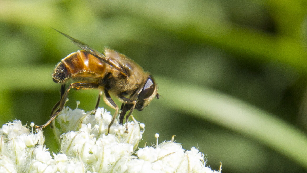 Ничего не стоит так дёшево, и не ценится так дорого, как вежливость. Сервантес