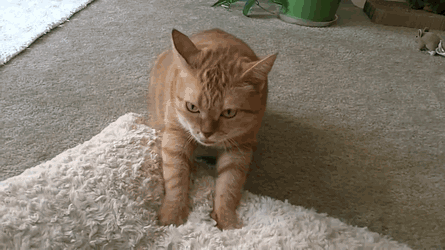 
(Источник: Gfycat)