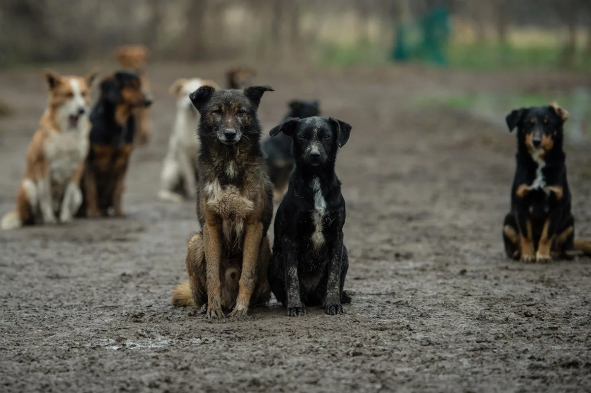 Фото взято с просторов Яндекса