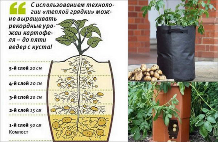 Как растет картофель в земле поэтапно фото Еще 7 вариантов, как сажать картофель Огородовед.com Дзен