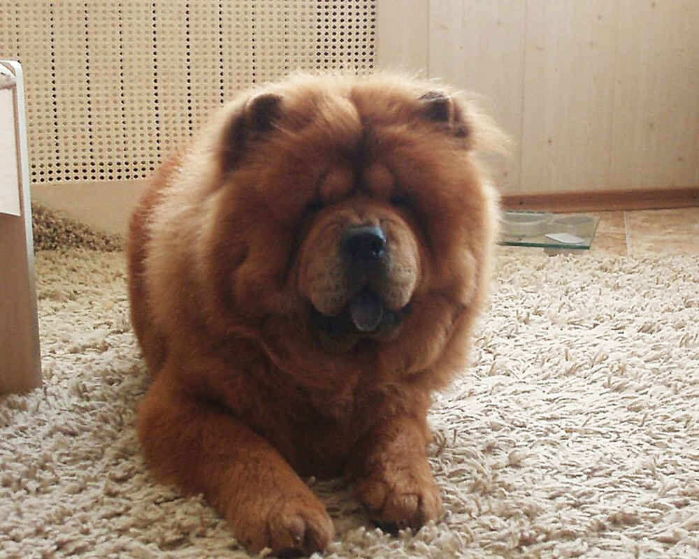 Чау-чау - необычайно красивая порода собак с синим языком | Домашние  Животные | Дзен
