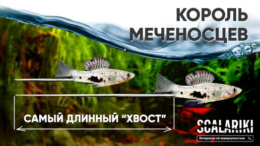 Короли меченосцев