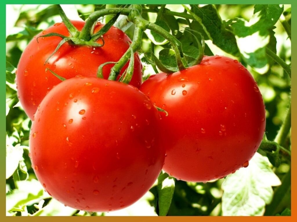 6 неочевидных ошибок при выращивании рассады томатов.