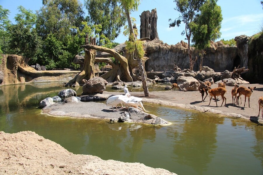 Зона Африканской саванны