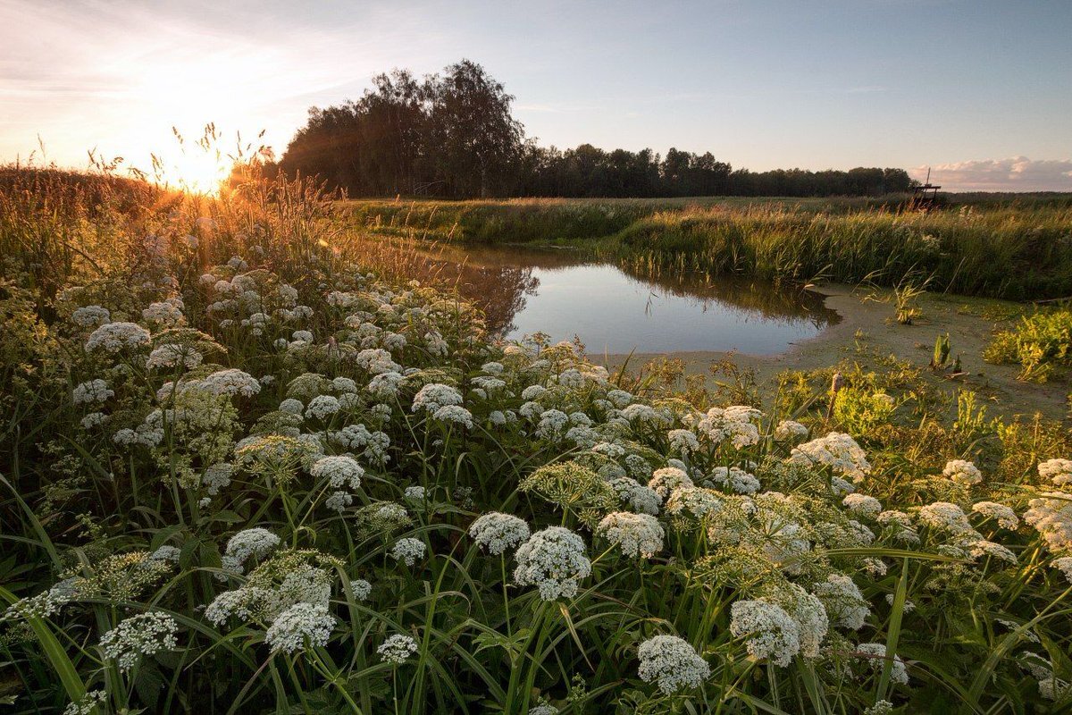 Сныть обыкновенную используют для лечения подагры и ревматизма.