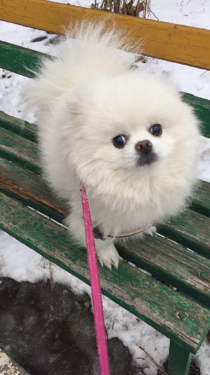 Моя девочка