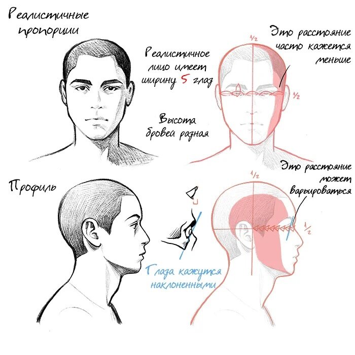 Как нарисовать лису карандашом поэтапно