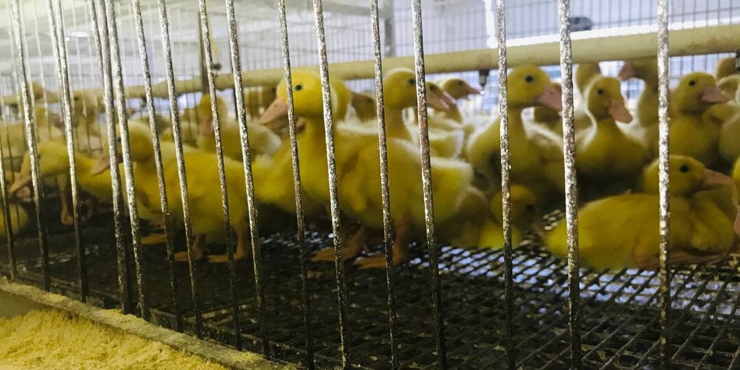 Размещение и способы содержания утят