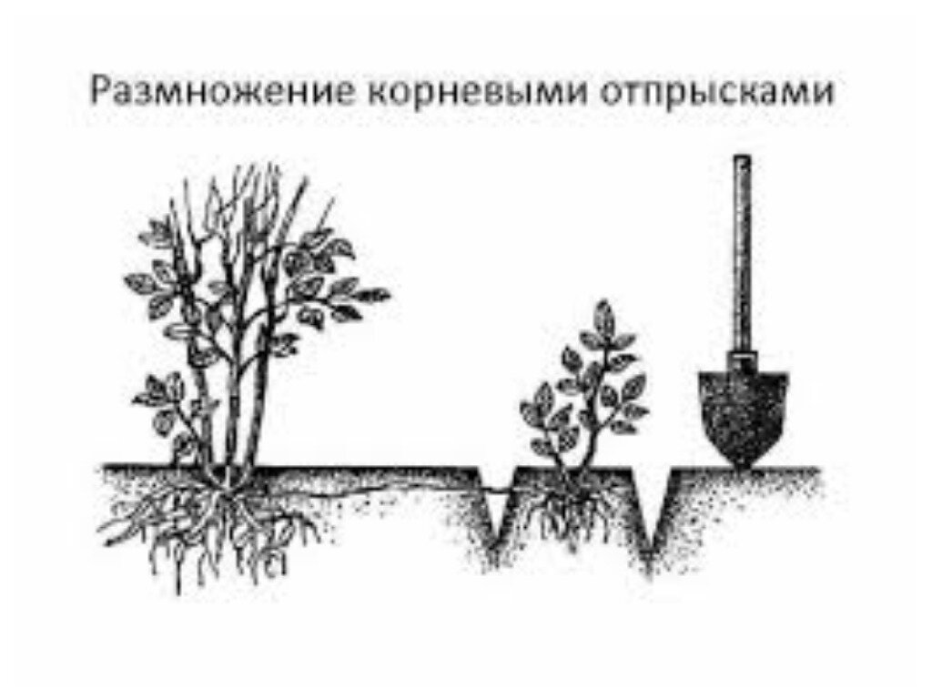 Вегетативные размножения корнями. Размножение аронии отводками. Вегетативное размножение корневыми черенками. Вегетативное размножение корневыми отпрысками. Размножение корневыми отпрысками.