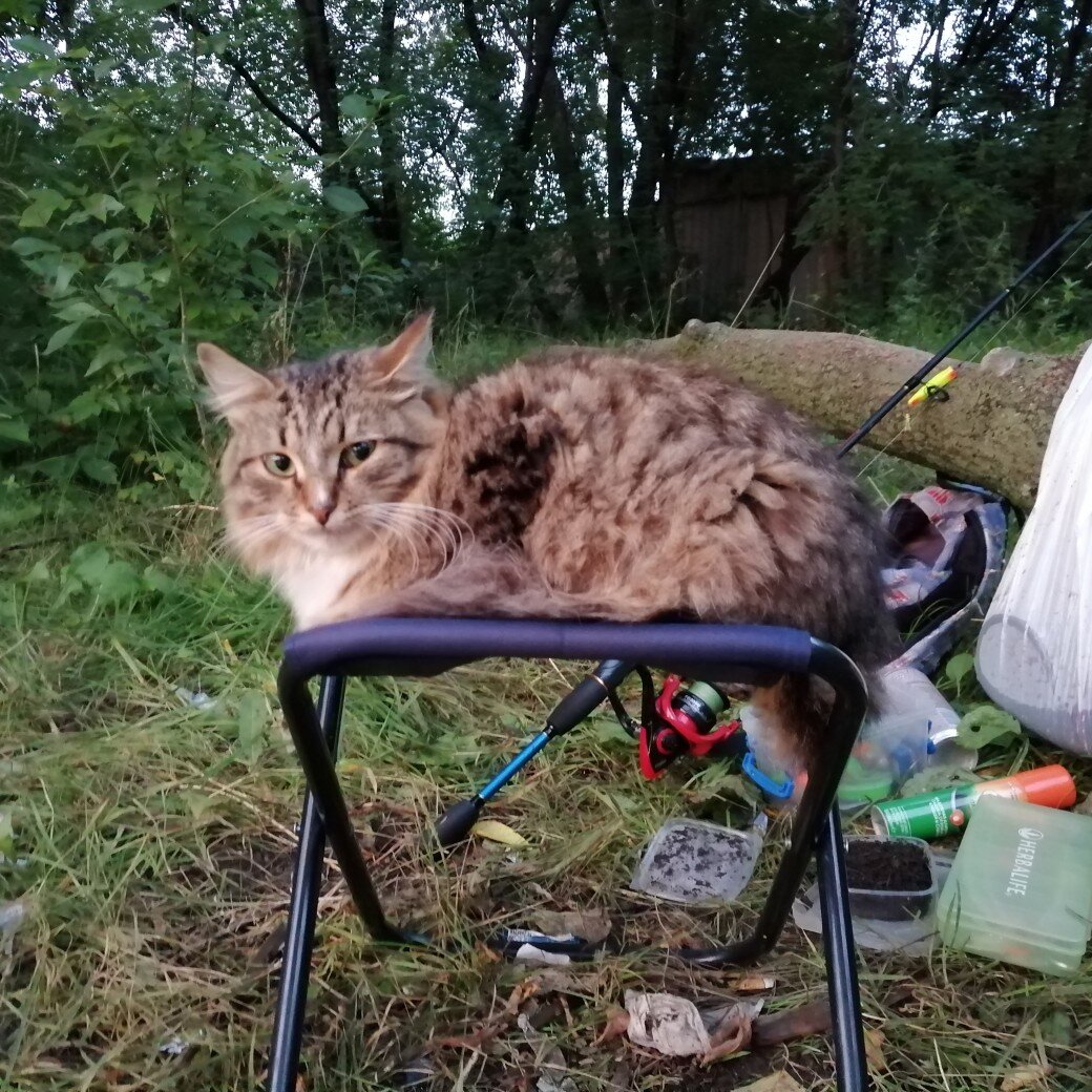 Вася ждет порцию печенки)