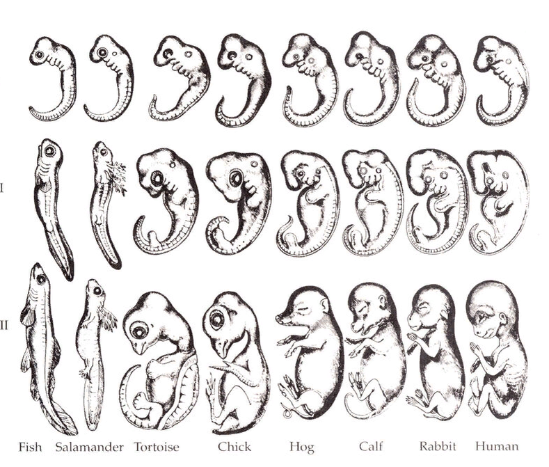 Сходство зародышей разных видов на различных стадиях развития. 