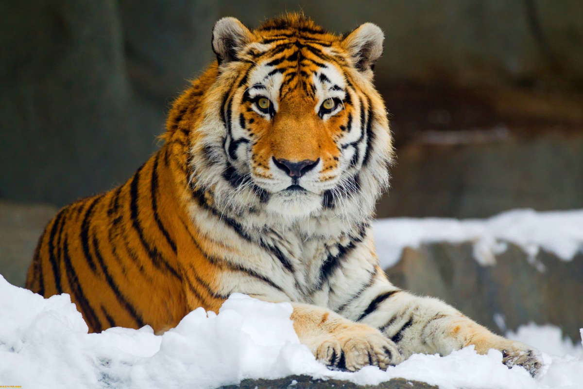 Гордое создание