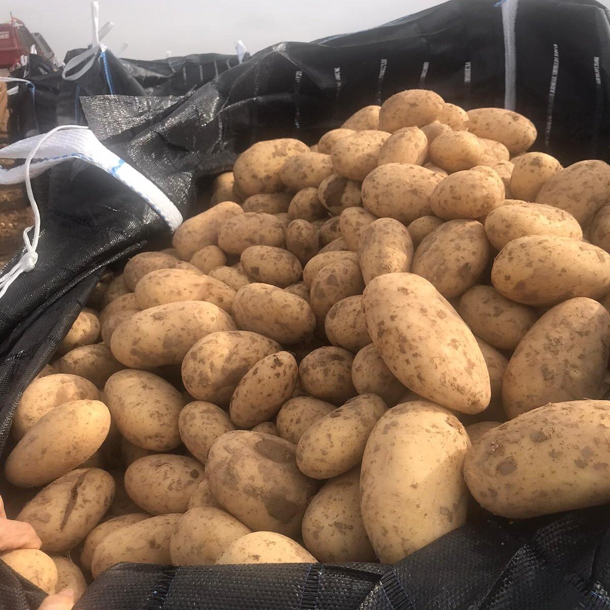 Сорт Люсинда. Селекция HZPC