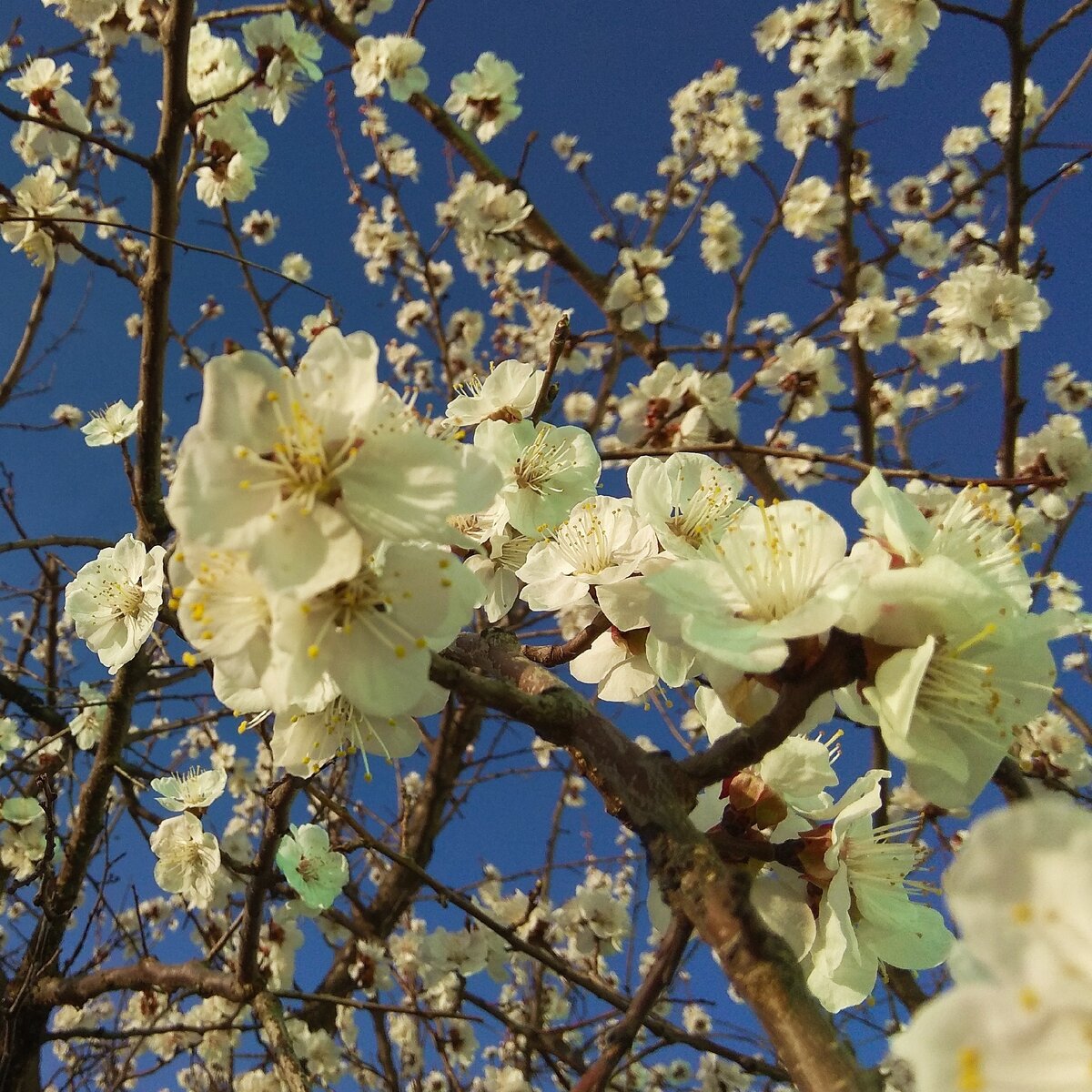 Первые цветущие абрикосы