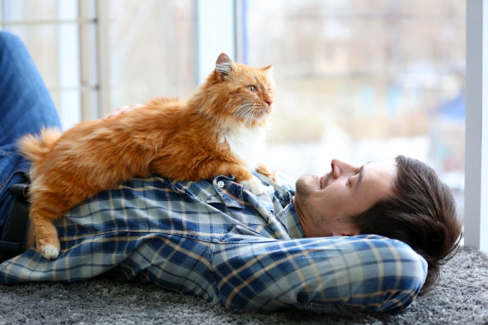😺Кошачья эмпатия: как кошка чувствует настроение хозяина | Нос, хвост,  лапы | Дзен