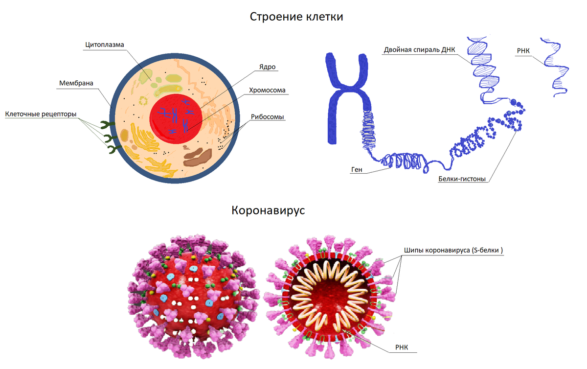 Строение клетки эукариота. Строение коронавируса. 