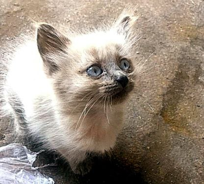 Фоток того времени у меня не осталось. Но котенок выглядел примерно так