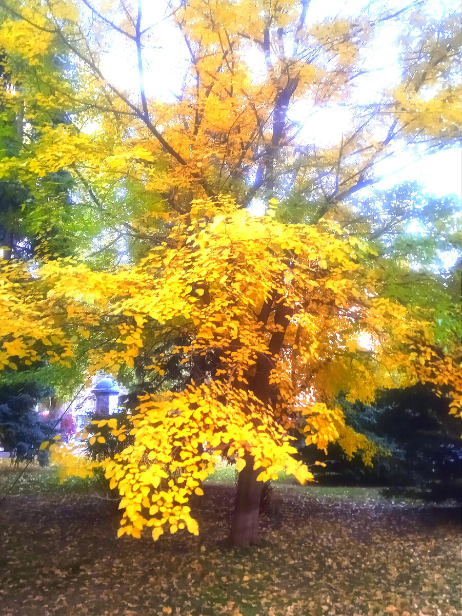 Золотая осень. Фото автора