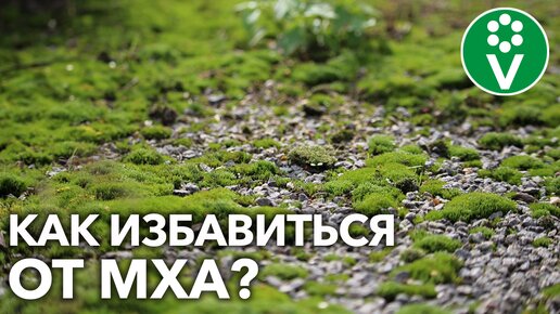 Участок заполонил мох? Что добавить в почву и чем пролить