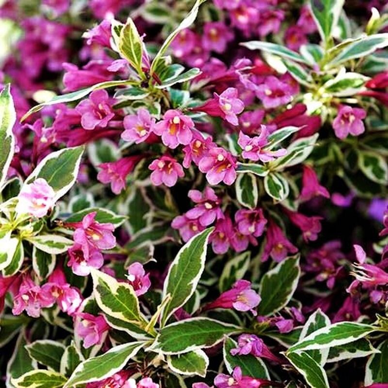  Вейгела Аll Summer Monet. Фото с сайта: https://balsad.com.ua.