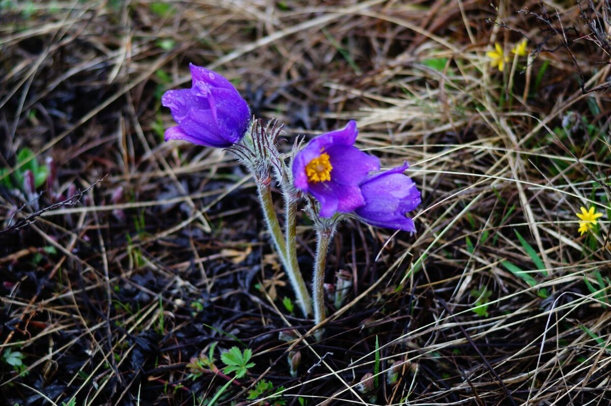 Весенних цветов вам в ленту. Просто так, для настроения.