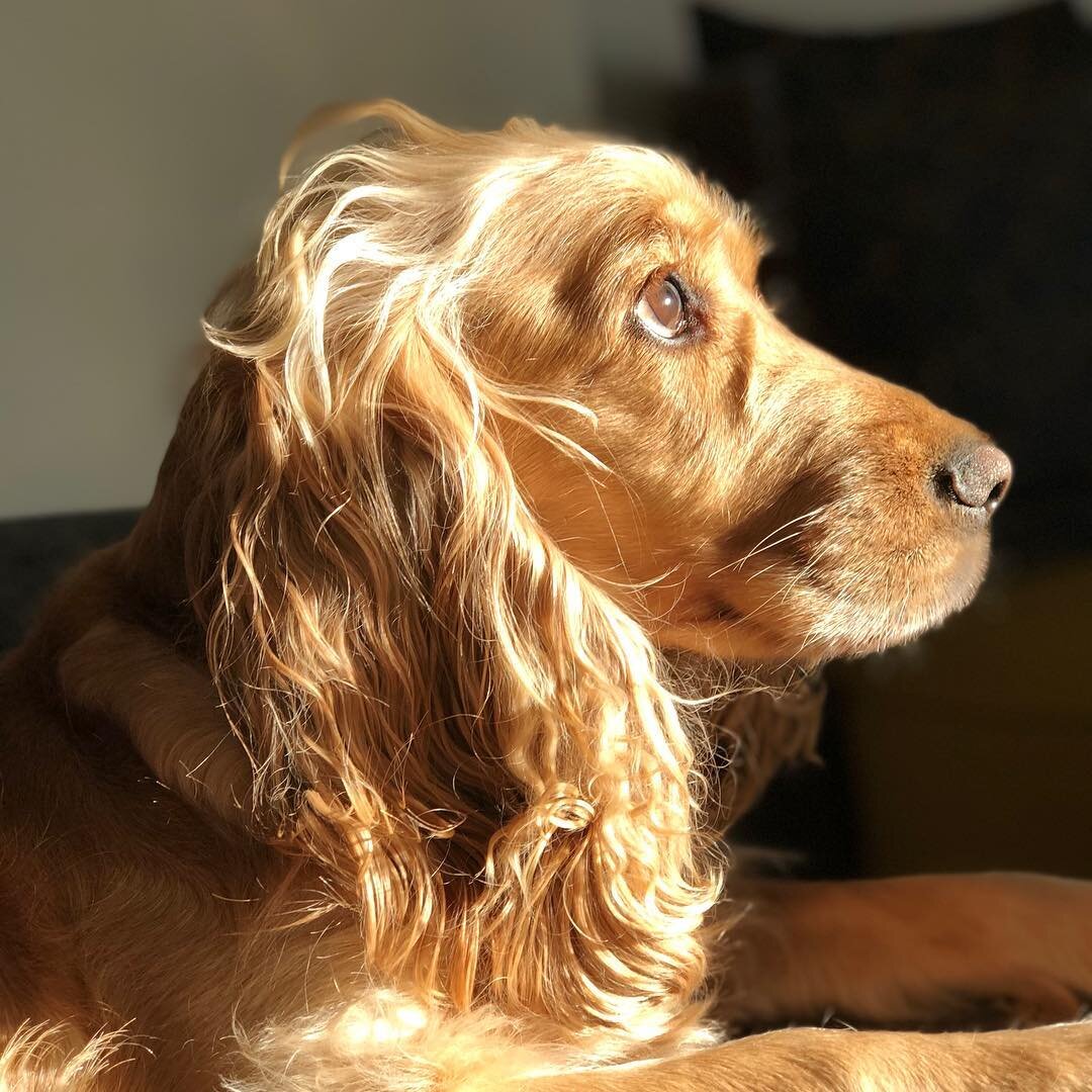 Кокер-спаниэль. Фото из общего доступа