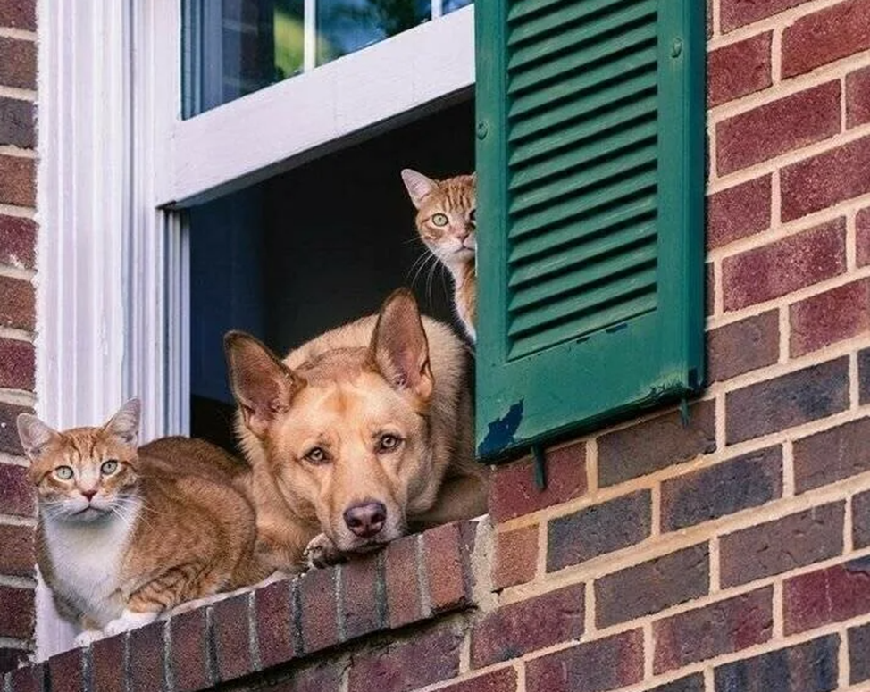 Фото взято с яндекс-картинок