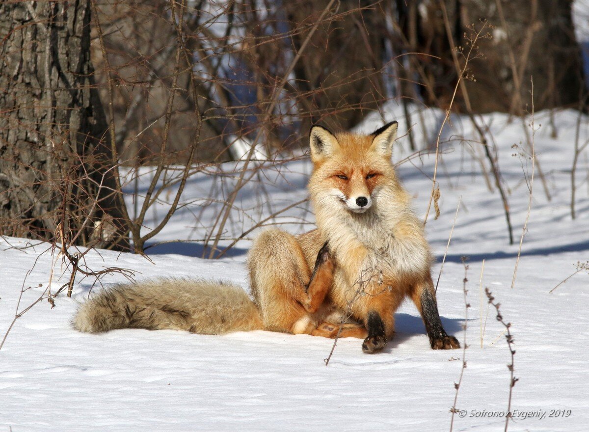 🦊 Охота на лису: с гончими, с манком, зимой – GetHunt