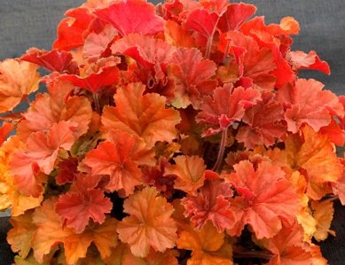 Фото на сайте. Уж больно хороша!