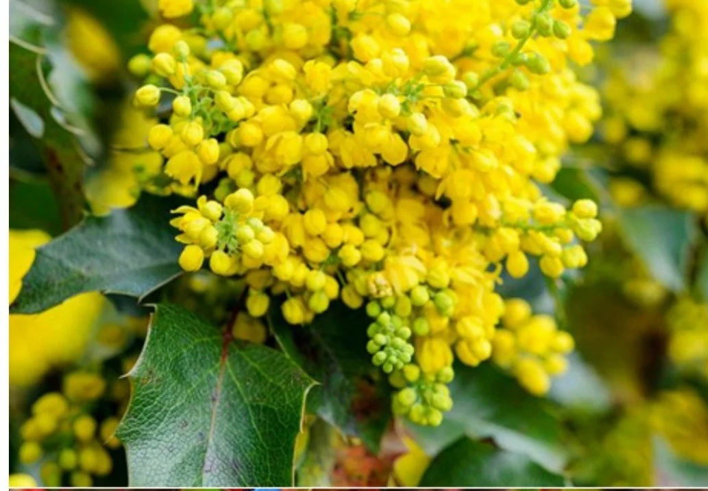 Цветение  магонии. 