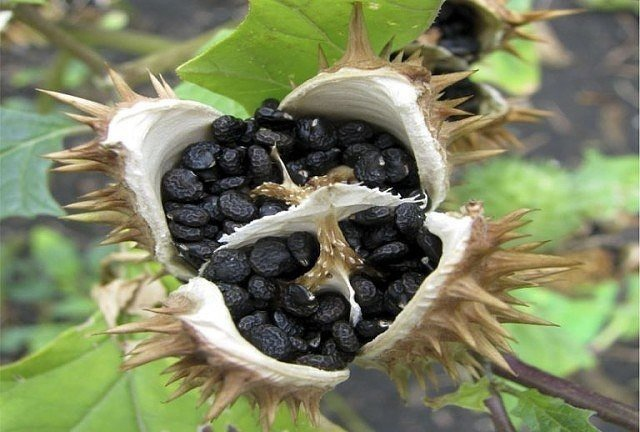 не ешь, подумай