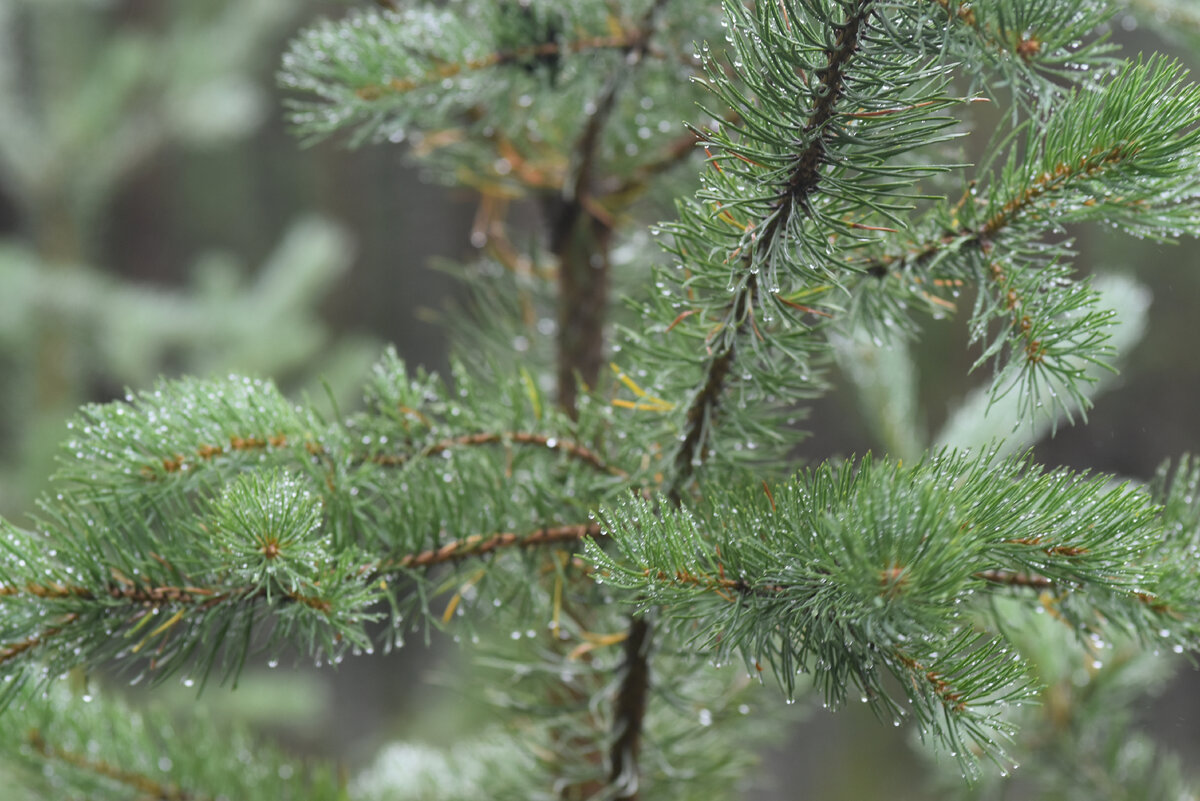 Дождь в походе и дома... Это разный дождь