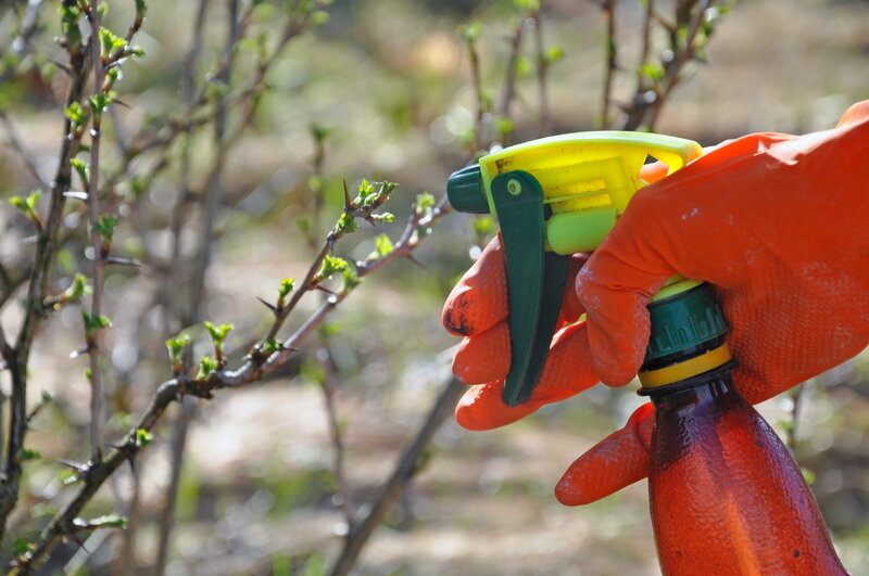 Обработка крыжовника. Иллюстрация для статьи используется по стандартной лицензии ©dachnyedela.ru