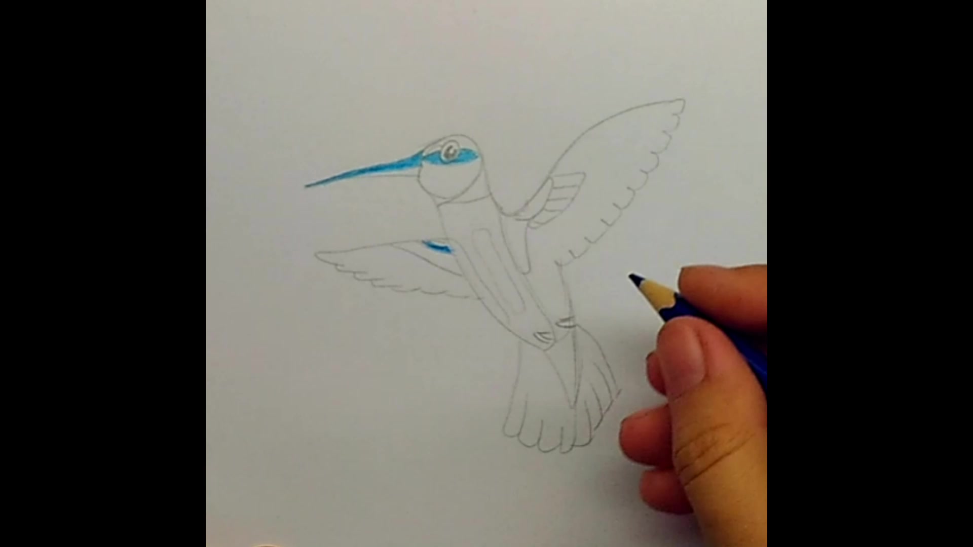 Птица нарисованная карандашом (46 фото) - красивые фото и картинки tabakhqd.ru