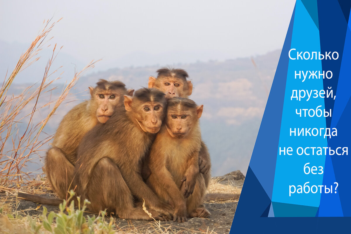 Робин Данбар вывел свою теорию, наблюдая за приматами!