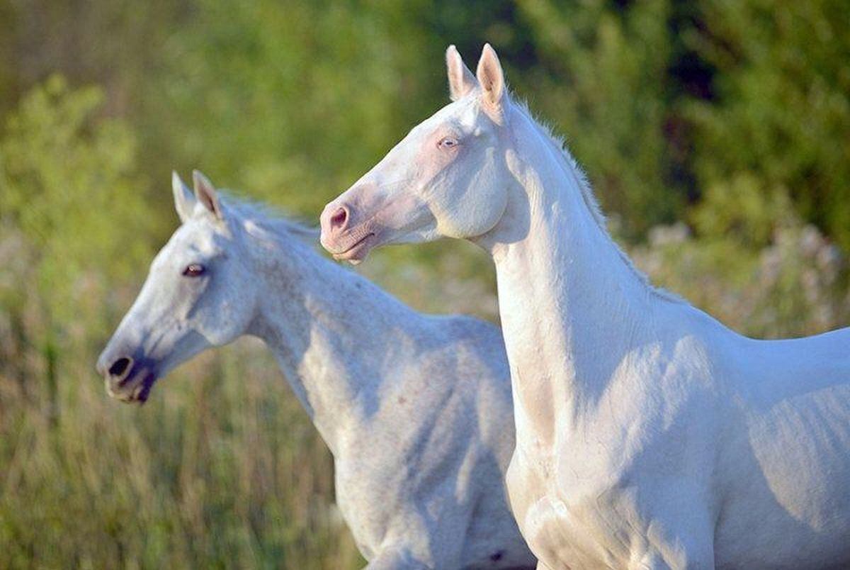 Раскрашивайте черно-белые фотографии онлайн - розаветров-воронеж.рф