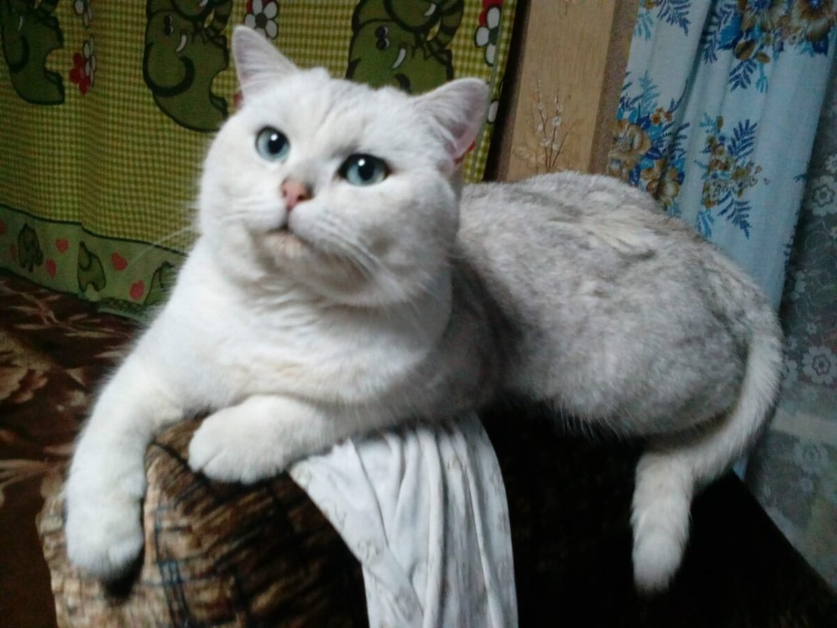 Вайс, британская шиншилла