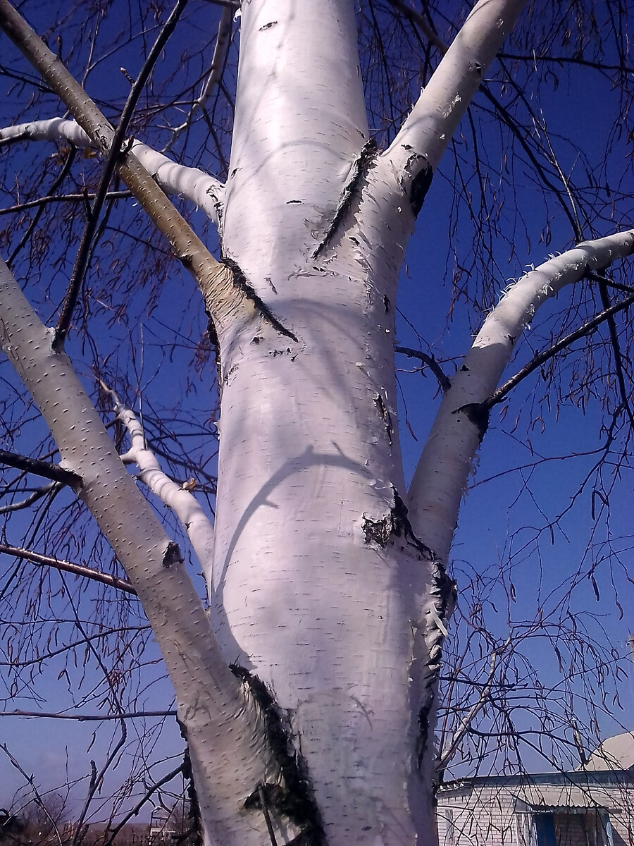 Русская береза. Фото автора