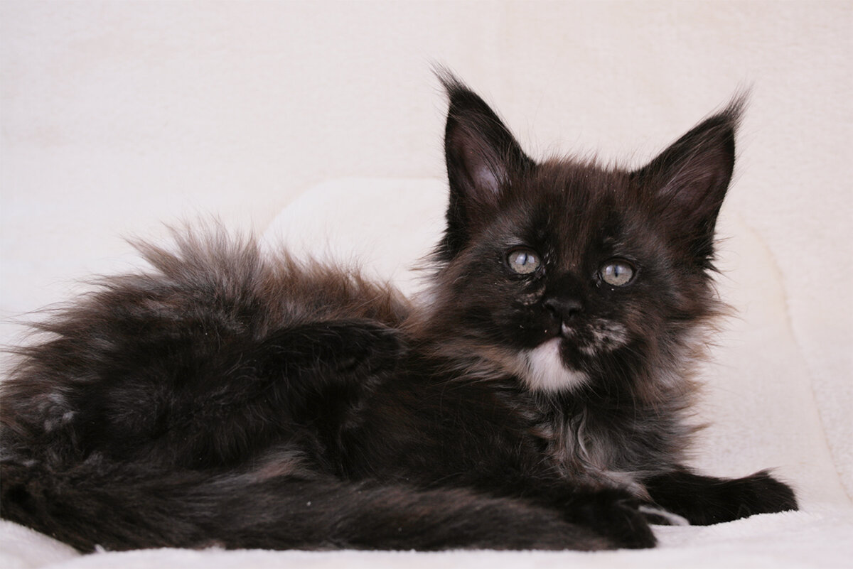 Yuki King Size Кошечка черепаховая дымная