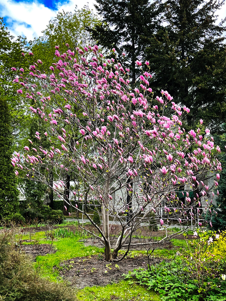 Где в Москве увидеть цветущую магнолию? Делюсь секретными местами ...