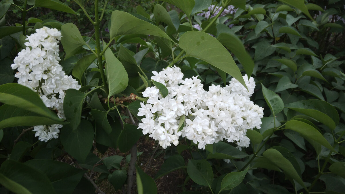 Белоснежка